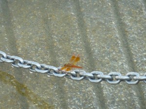 crbst p1300571