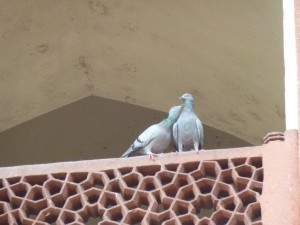 crbst p1290983