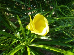 crbst p1340714