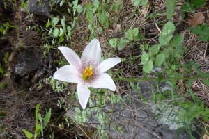 crbst p1190728