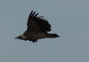 crbst p1320302