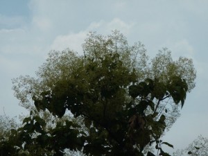 crbst p1280389