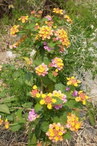 crbst p1090750