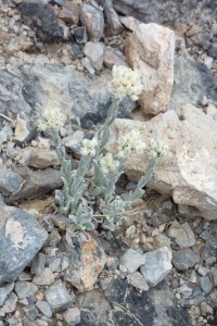 crbst p1210832