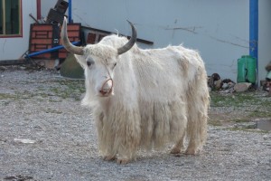 crbst p1220227