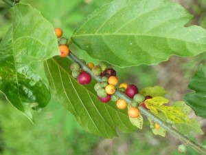 crbst p1390091