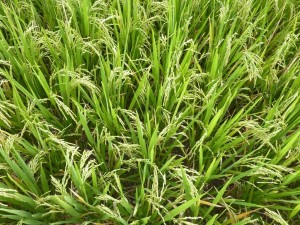 crbst p1390095