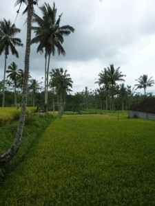 crbst p1390229
