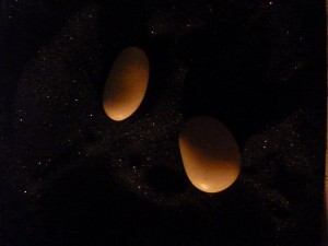 crbst p1390298