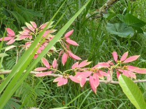 crbst p1390355