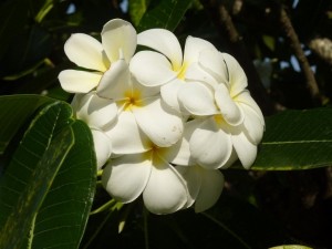 crbst p1390531