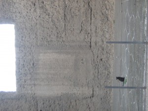IMG 4917