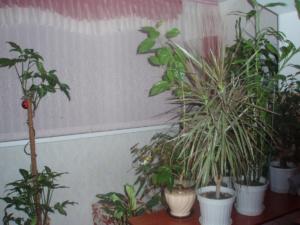 Russie2009-sansdate (51)