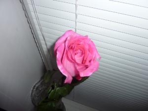 P1550278