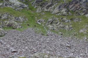 Ruitor-date (138)