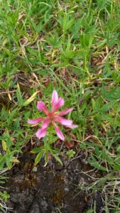 Taillefer-date (123)