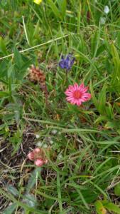 Taillefer-date (124)