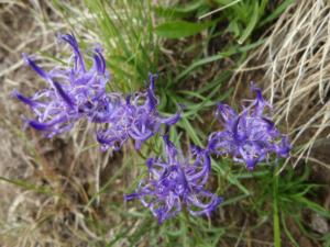 Taillefer-date (127)