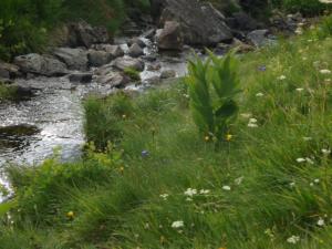 Taillefer-date (135)