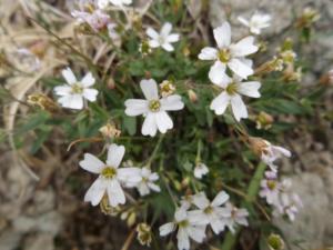 Taillefer-date (136)