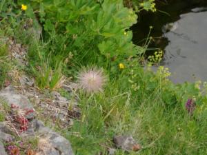 Taillefer-date (162)