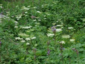 Taillefer-date (2)
