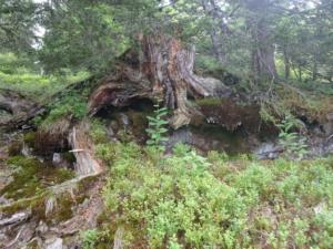 Taillefer-date (21)