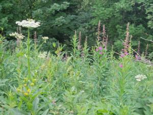 Taillefer-date (23)