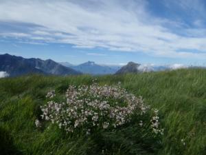 Taillefer-date (263)