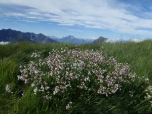Taillefer-date (264)
