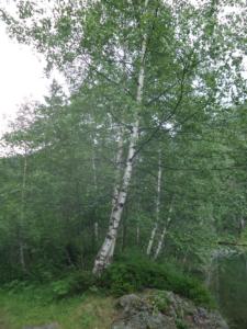 Taillefer-date (33)