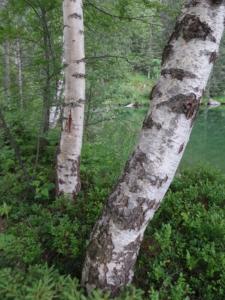 Taillefer-date (34)