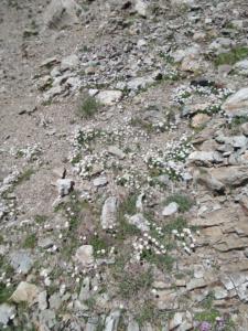 Taillefer-date (343)