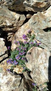 Taillefer-date (345)