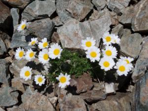 Taillefer-date (346)