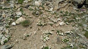 Taillefer-date (349)