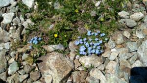 Taillefer-date (351)