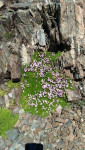 Taillefer-date (354)