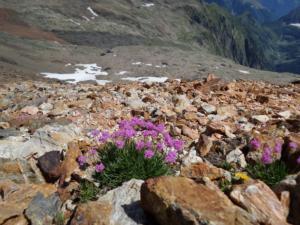 Taillefer-date (374)