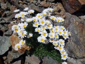 Taillefer-date (381)