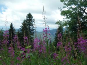 Taillefer-date (39)