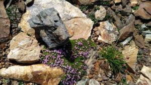 Taillefer-date (406)