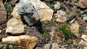 Taillefer-date (407)