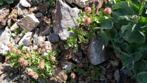 Taillefer-date (417)