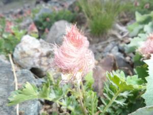 Taillefer-date (418)