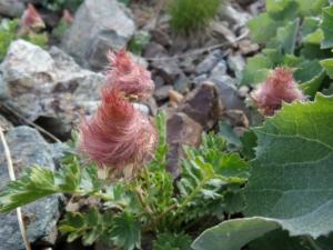 Taillefer-date (420)
