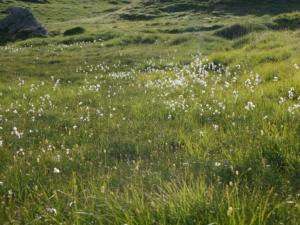 Taillefer-date (481)