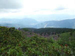 Taillefer-date (54)