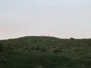 Taillefer-date (541)