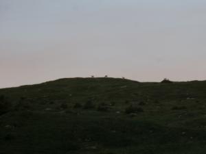 Taillefer-date (542)